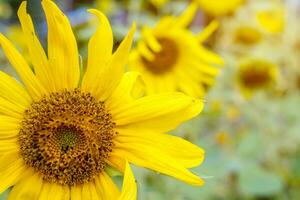 detailopname van zonnebloem Aan wazig veld- bloemen met zon gloed achtergrond. foto