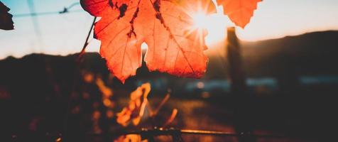 herfst oranje en rode bladeren foto