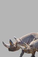 voorblad met twee enorme en oude Afrikaanse neushoorns met grote hoorns op grijze achtergrond met kopie ruimte voor tekst, close-up, details. foto