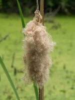 zaad en bloem van typha angustifoli fabriek. foto