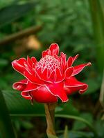 rood bloem van etlingera elatior foto