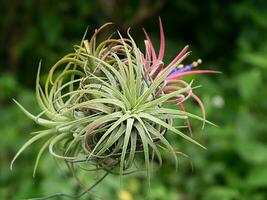 tillandsia bloem lucht fabriek. foto