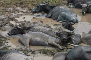 water buffel in de Oppervlakte van dieren in het wild foto