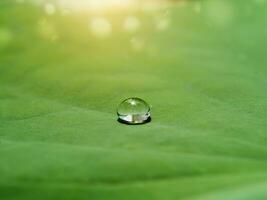 water laten vallen Aan lotus bladeren. foto