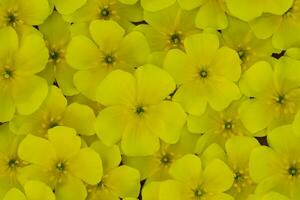 geel bloemen van tribulus terrestris fabriek. foto