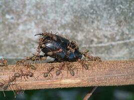de team werk van rood mieren met groot kever Aan Afdeling. foto