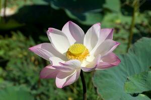 roze en wit lotus bloem bloeiend in de natuur. foto