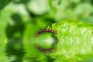 oranje en zwart worm Aan bladeren. foto