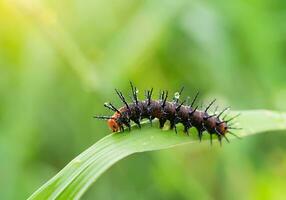 zwart worm Aan bladeren. foto