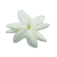 dichtbij omhoog een jasmijn bloem Aan wit achtergrond. foto