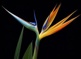 ai gegenereerd vogel van paradijs bloem geïsoleerd Aan zwart achtergrond. ai gegenereerd foto