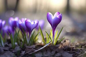 ai gegenereerd voorjaar Purper krokus bloem. ai gegenereerd foto