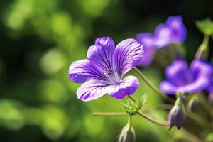 ai gegenereerd geranium wilfordii bloem. ai gegenereerd foto