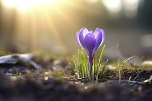 ai gegenereerd voorjaar Purper krokus bloem. ai gegenereerd foto