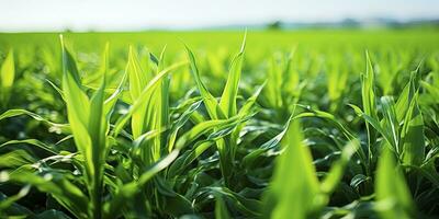 ai gegenereerd veld- van levendig groen biobrandstof gewassen. ai gegenereerd. foto