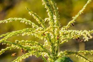 honingbijwerker op korenbloemen foto