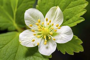 ai gegenereerd aardbei bloem. ai gegenereerd foto