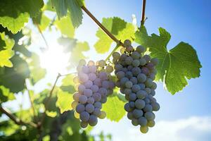 ai gegenereerd detailopname van druiven groeit in wijngaard. ai gegenereerd foto