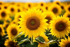ai gegenereerd foto van een detailopname van een levendig en bloeiend zonnebloem veld. generatief ai