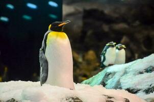 een pinguïn staand Aan een besneeuwd rots in een aquarium foto