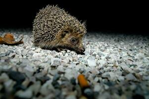 een egel wandelen Aan grind in de donker foto