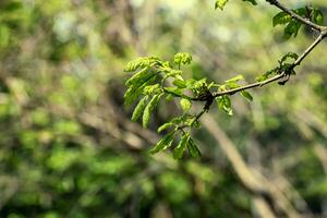 quercus petraea in de lente. voorjaar eik bladeren. selectief focus. foto