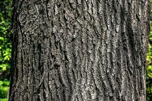 eik schors detailopname. de structuur van de romp van de quercus petraea eik of Georgisch eik. achtergrond van leven hout. huid van de Woud natuur. foto