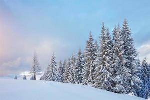 majestueuze witte sparren gloeien door zonlicht. pittoresk en prachtig winters tafereel. locatie plaats karpaten nationaal park, oekraïne, europa. Alpen skigebied foto