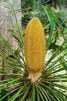 sago palm - cycas revolutie. foto