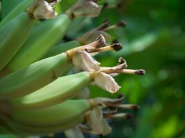 dichtbij omhoog beeld van banaan bloem met fruit Aan de Afdeling foto