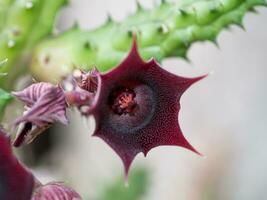 detailopname van cactus bloem - huernia vernederen haworth foto