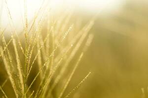 bloem gras met zonlicht. uit van focus afbeelding. foto