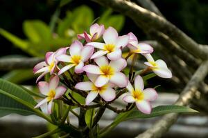 frangipani bloem Aan de boom. foto