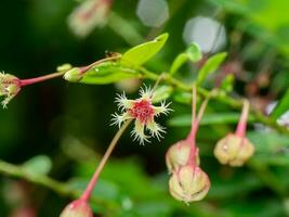 dichtbij omhoog phyllanthus pulcher bloem met vervagen achtergrond. foto