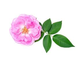 dichtbij omhoog roze roos bloem Aan wit achtergrond. foto