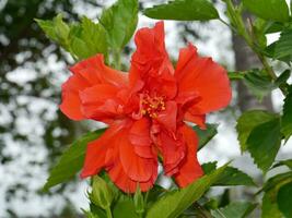 dichtbij omhoog rood Chinese roos, rosa kaasjeskruid bloem. foto