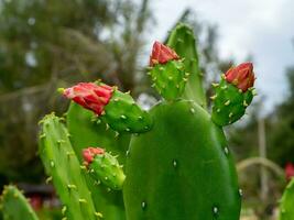 dichtbij omhoog bloeiend cactus bloem Aan boom met vervagen achtergrond. foto