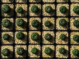 top visie van donker groen cactus fabriek. foto