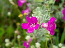 dichtbij omhoog as plant, barometer borstel, Purper verstandig, Texas boswachter bloem met bladeren. foto