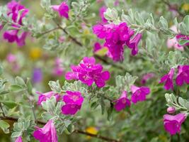 dichtbij omhoog as plant, barometer borstel, Purper verstandig, Texas boswachter bloem met bladeren. foto