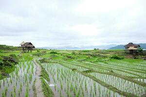 lokaal hut en homestay dorp Aan terrasvormig rijstveld rijst- velden Aan berg in de platteland, Chiang Mai provincie van Thailand. reizen in groen tropisch regenachtig seizoen concept foto