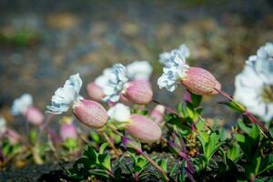 bloemen en planten van IJsland silene uniflora, algemeen bekend net zo zee koekoek, een deel van de roze familie Caryophyllaceae, een kruidachtig meerjarig fabriek. foto