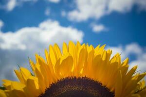 detailopname van voor de helft zonnebloem met blauw lucht en wolken in de achtergrond. foto