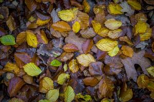 direct bovenstaand schot van gemengd herfst bladeren met geel, bruin en groen kleuren Aan de Woud bodem foto