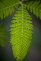 detailopname schot van de blad van een mimosa pudica, ook gebeld gevoelig plant, slaperig plant, actie plant, raak me niet aan of schaamteplant foto