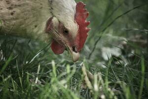 vrij roamen wit kip plukken en aan het eten gras foto