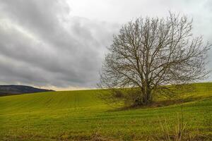 verbijsterend landschap van groot alleen boom Bij veld. bewolkt dag foto