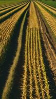 ai gegenereerd gouden oogst een hoorn des overvloeds van landelijk overvloed foto