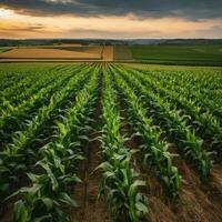 ai gegenereerd gouden oogst een hoorn des overvloeds van landelijk overvloed foto