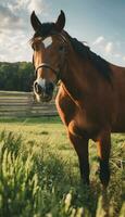 ai gegenereerd ruiter elegantie de majestueus schoonheid van paarden in boerderij leven foto